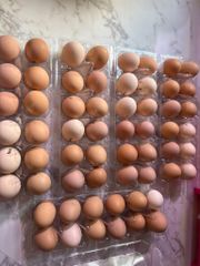 Fresh Hatching Chicken Table Eggs & Fertilized Eggs White and Brown 50-55g - Image 1