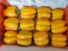 Fresh Bell Pepper in Green Red Yellow Color From China for Export Directly - Image 5