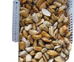 Hot Sale Chinese Seafood Boiled Frozen Mussel Meat with shell or half shell or without shell - Image 1