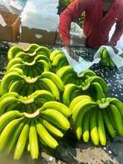 G9 Cavendish Banana Solapur Maharashtra - Image 1