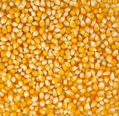 Yellow Maize – product photo 1, product detail gallery