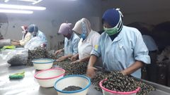 Butterfly Pea Origin Indonesia Features Organic Product Type Spices, Seasonings & Flavors - Image 2
