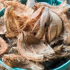 Wholesale Coconut Husk For Distribution - Image 2