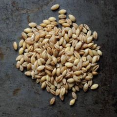 High Demand Barley Grain Bulk Quantity Clean Natural Product For Global Food Industry Buyers - Image 5