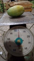 Premium Fresh Indonesian Manggo – product photo 3, product detail gallery