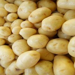 Premium Potatoes Freshly Selected For Cooking And Food Processing With Firm Texture Clean Appearance - Image 5