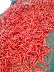 Dry Red Chilli - Image 4
