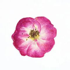 Resin Frame Bookmark Candle Materials DIY Craft Pressed Flower Bubble Rose - Image 5