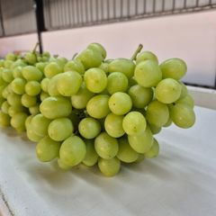 FRESH SWEET GLOBE SEEDLESS GRAPES FOR SALE!! CLASS 1 EXPORT QUALITY SWEET GLOBE SEEDLESS GRAPES FOR EXPORT – product photo 2, product detail gallery
