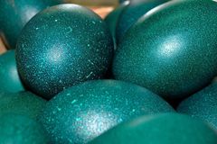 Emu eggs bulk supply - Image 3