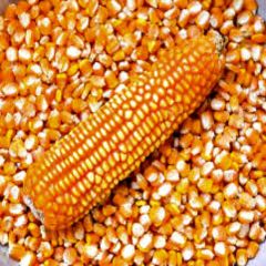 New Crop Yellow Corn Maize for human and animal feed grade consumption Yellow Corn For Poultry Feed - Image 2