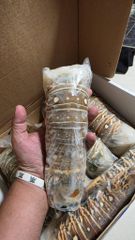 Factory Price Cheap Frozen Lobster/Frozen Crawfish Tails Crayfish - Image 2