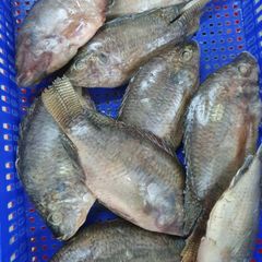 WORLDWIDE SOURCING OF BLACK TILAPIA WHOLE ROUND: HIGH-QUALITY SEAFOOD SOLUTION - Image 2
