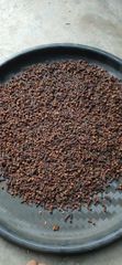 Cloves Ab6 - Image 2