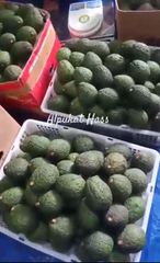 Hass Avocado – product photo 1, product detail gallery