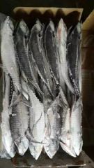 Whole Round Frozen Seafood Hardtail Scad Fish MOQ 28 Mt Origin China Model NO. H-B Original China Shelf Life 1 Year HS Code - Image 3