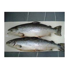 Salmon Fish Frozen Fillet Fresh And Frozen Atlantic Salmon Fish/Whole Frozen Salmon/Salmon Head For Sale. - Image 3