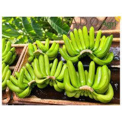 Cavendish Bananas – product photo 1, product detail gallery