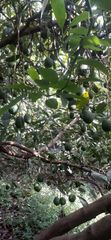 Fresh Hass Avocado - Image 5