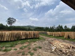 Eucalyptus core veneer Grade A And B Size 1270×640 Mm Thickness 1.7/1.8 Mm Moisture Content Under - Image 4