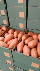 Fresh Potatoes - Image 4