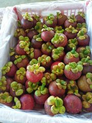 Fresh Mangosteen – product photo 5, product detail gallery