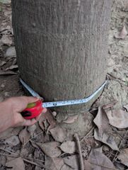 Foxtail palm huge stock available clear trunk is 3 metre and the total plants height with leafs is almost 5 metre - Image 2