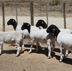Cheap Top Selling Dorper sheep in bulk / Merino sheep at wholesale price.Boer Goats available for sale in good quantity - Image 1