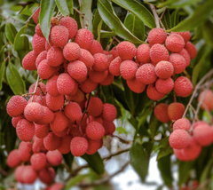 Litchi Fruit - Image 3