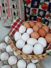 Fresh White Table Chicken Egg - Image 1