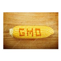 Fresh Corn Sweet Yellow Corn on Cob Wholesale Bulk Supplier Premium Quality - Image 3