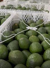 Fresh hass Avocado – product photo 2, product detail gallery
