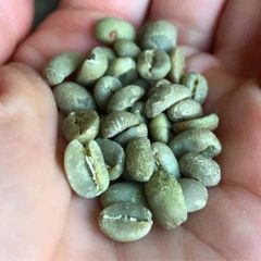 Green Coffee Beans for Premium Coffee Roasting with Fresh Natural Aroma and Consistent Quality for Commercial Buyers - Image 2
