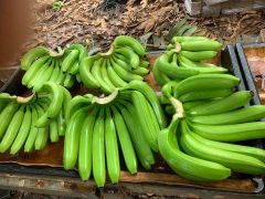 TOP-QUALITY FRESH CAVENDISH BANANAS - PREMIUM TASTE WITH GOOD PRICE FROM VIETNAM – product photo 2, product detail gallery