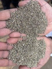 Premium Quality Cumin Seeds of Singapore 99 Quality - Image 3