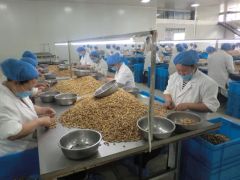 New Crop Harvest Walnut/Walnut in Shell / Walnut Kernel Origin China Area Xinjiang Processing Raw HS Code 0802320000 Trademark SHENG MENG - Image 3