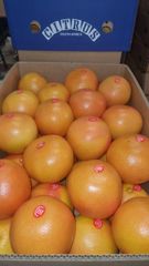 FRESH GRAPEFRUIT FOR SALE!! CLASS 1 EXPORT QUALITY GRAPEFRUIT NOW AVAILABLE FOR EXPORT – product photo 5, product detail gallery