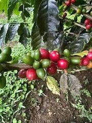 coffee beans – product photo 1, product detail gallery