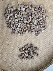 Betel Nut 80/85 grade – product photo 3, product detail gallery