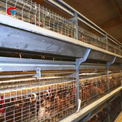 Factory Price Automatic Good Quality Chicken Cage Poultry Feeding Equipment - Image 5