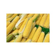 Bulk yellow maize ready for shipment to importers and distributors - Image 3