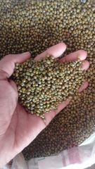 Moong Whole – product photo 2, product detail gallery