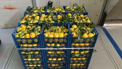 Clementines, oranges, lemons (Italy, Calabria) – product photo 3, product detail gallery
