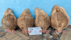 Fresh Coconut from Indonesia - Semi Husked Coconut – product photo 4, product detail gallery