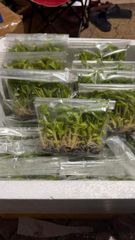 BANANA TISSUE CULTURE CAVENDISH - Image 2