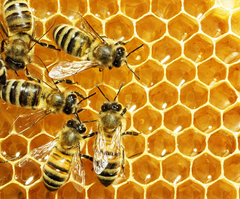 FOOD GRADE PURE NATURAL HONEY - Image 4