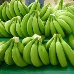 Fresh Cavendish Bananas & Saba (Cardava) Bananas from the Philippines – product photo 2, product detail gallery