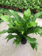 Ornamental Plant Bonsai Sword Fern Size Middle Origin Xiamen Scent Odorous Specification 12cm Type Potted Flowers Model NO. Sword Fern - Image 2