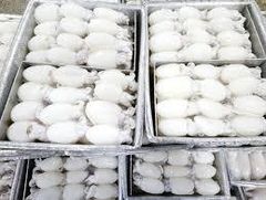 Frozen Whole Clean Baby Cuttlefish, Frozen Cuttlefish Fillet Roll, and Frozen Grilled Cuttlefish Fillet, ensuring reliable B2B seafood solutions - Image 2