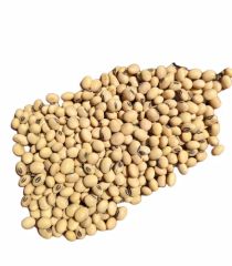 Export Quality Soybeans from India – Bulk Supply - Image 3